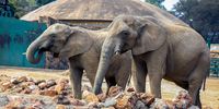 Opinion-Cruise-zoo elephants