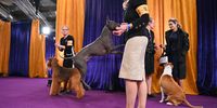 NEW YORK, NEW YORK - FEBRUARY 11: Dogs backstage during the 149th Annual Westminster Kennel Club Dog Show – Junior Showmanship, Group Judging (Sporting, Working, Terrier) + Best in Show at Madison Square Garden on February 11, 2025 in New York City.  (Photo by Bryan Bedder/Getty Images for Westminster Kennel Club )