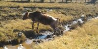 1. The sole water source at Ndakeni village, Mbizana, is polluted with livestock faeces. Image supplied.