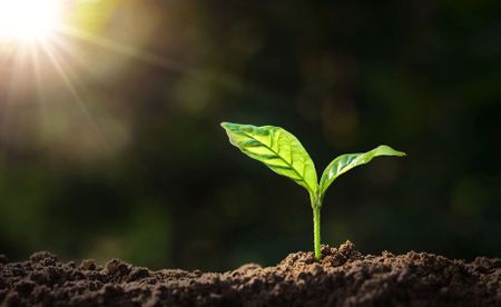 South African food systems and climate change – is low-carbon food security pie in the sky?