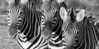 We prefer black and white... Image: Keith Cattell