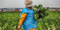 Farmers harvest spinach at DF Farm in Dawn Park