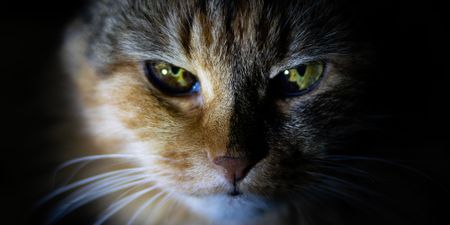 ‘200,000-plus’ wild animals slaughtered in Table Mountain National Park by Cape Town cats each year