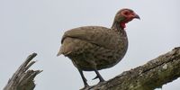 “Here’s lookin’ at ya!”  Swainson’s Spurfowl (francolin), Kruger park. Image: Dave Starley 