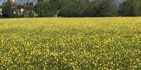 Beautiful blooming buttercups, Worcestershire, UK. Image: Lesley Caplan