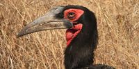Southern Ground Hornbill, Kruger Nation Park.