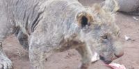 Subadult lions with little to no fur left as a result of severe and untreated mange. (Photo: Blood Lions)