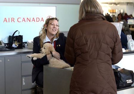 What you should know before you bring your pet on the plane