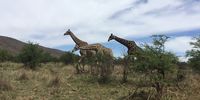 Three’s company Pilansberg game reserve. Majestic…. Pilansberg game reserve 