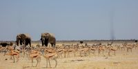 Animals, including elephants, springbok, oryx and ostriches standing at the Charl Marais dam near the burned areas of Etosha National Park. Wind funnels picking up charred dust and debris can be seen in the background. (Photo: Ernst Calitz)