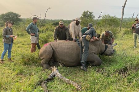 Desperation dehorning under way to curb runaway KwaZulu-Natal rhino poaching