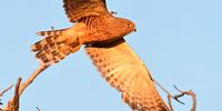 A greater kestrel takes to the air over Mpayathutlwa Pan, Mabuasehube in the eastern Kgalakgadi Transfrontier Park.</p>
<p>CREDIT: Jacky du Plessis