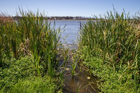 Vital insect research unit to close due to government funding delay