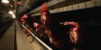 Battery hens sit in a chicken shed in England, 2007. (Photo: Jamie McDonald / Getty Images)