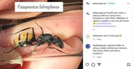 Camponotus fulvopilosus, an ant species from South Africa, as shown on a European online store's social media page. (Image: Screengrab / antseurope.eu Instagram)