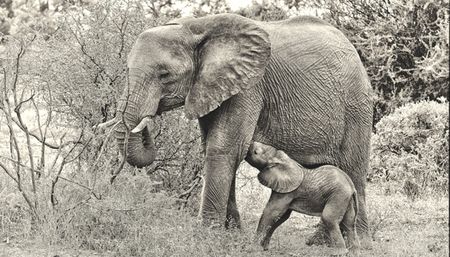 Remember the elephants