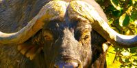 Buffalo Okavango Delta. Image: Karin Linder