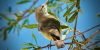 Yellow-bellied eremomela (Geelpensbossanger) in the Kgalagadi.Photographer: Gerhard Laubscher