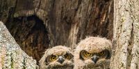 Spotted Eagle Owls, Radloff Parc, Somerset West. Photographer: Karin Linder
