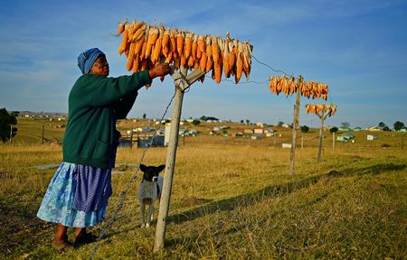 Eastern Cape households reliant on subsistence farming ‘vulnerable to food insecurity’