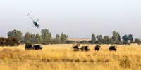 Rhino darting with tranquilliser from a helicopter for GKEPF Translocation. (Photo: © Michael Dexter)