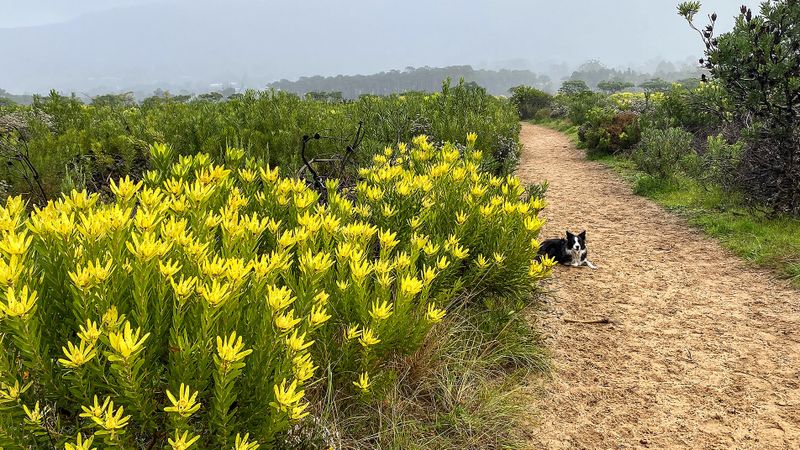 Lower Tokai fynbos ‘can recover after 130 years under pines’