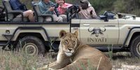 Safari tourists watch a lion on a game drive in Sabi Sand Nature Reserve, Mpumalanga. As wildlife tourism rebounds in South Africa, the industry is still impacted by negative perceptions. But lions cruelly shot at close range without fair chase is a result of rogue hunters rather than the regulated industry, a professional hunting organisation says. (Photo: David Silverman / Getty Images)