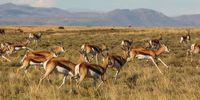 When grazing and rain are plentiful, springbok are the ultimate opportunists and can increase their numbers rapidly. Image: Chris Marais<br>