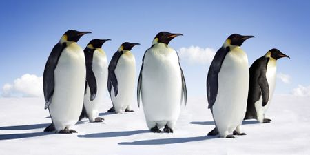 Revealed - Why China blocked an Antarctic penguin rescue plan
