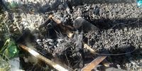 Piles of dead bees lie in the charred remains of Vuyo Myoli’s beehive. (Photo: Supplied by GroundUp)