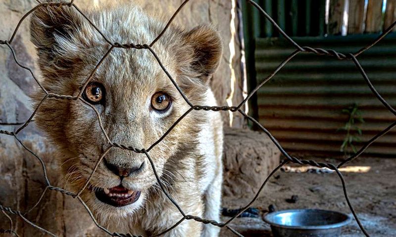 Tourists Pet Baby Lions Destined for Bullets