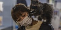 epa09079242 An owner of the Raccoon Cafe Ms. Cheng Chen stands with raccoon baby bought from the Zoo in Shanghai, China, 14 March 2021 (issued 17 March 2021). The cafes where you can play with dogs and cats are already a classic in China's big cities. So much so that some establishments have decided to go further and incorporate other far less common animals such as ducks, raccoons, or even alpacas. In the eastern megalopolis of Shanghai, more and more cafes are trying to attract customers with animals that, until now, could only be seen in zoos. And it's not just about seeing them behind a window, but about interacting with them. At the Animal café, Xiao Qi has more than a hundred animals of 20 different species: from purebred cats to pigs, through chinchillas, rabbits, tarantulas, snakes, ferrets, lizards, and a pair of alpacas. Close to 600 people who come to this peculiar cafeteria each month are parents who bring their children or young couples, and the workers explain to them how they have to treat each animal. The pandemic has affected the cafeteria twice: first, it was forced to close between January and March of last year. Only spending on food already amounts to between 10,000 and 20,000 yuan each month (between 1,540 and 3,080 dollars or between 1,290 and 2,580 euros). And, secondly, because scientific evidence points to the fact that the SARS-CoV-2 coronavirus could pass from the bat to an intermediate host - a wild animal - and from there, to humans, among whom it has caused havoc for more than a year. In another animal café in Shanghai, the stars are the raccoons. Its owner, Cheng Chen, explains that all customers receive safety instructions and a protective apron. In his case, the pandemic was an opportunity to give an animal a new home. One of the eight raccoons she has is a three-month-old baby that she bought from a Chinese zoo that was forced to sell some of their animals because the absence of visitors due to the COVID-19 depleted their income.