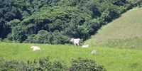 Cattle graze in the lush grasslands adjoining the oNgoye forest near the coastal town of Mtunzini in KwaZulu-Natal. (Photo: Tony Carnie)