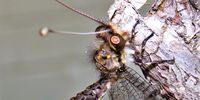 Owlfly at rest. Seapark, Port Shepstone area. Image: Peter Vos