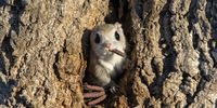 "Mafia Boss" This flying squirrel peaked out the tree and looked like it was sucking on a cigar like a boss.  Hokkaido Japan. (Photo: Takashi Kubo)
