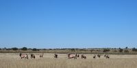 Gemsbok in the Kgalagadi. Photographer: Violet van Zyl</p>
<p>P4U_readersubmission_20250530