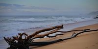 Driftwood. Photographer: Jacqueline Nel