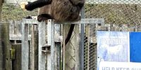 Don-Betty's baboons