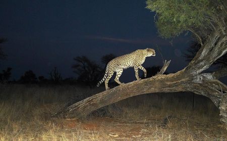 The South African cheetah census that broke the population illusion