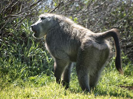 The death of Philemon: My response as a Councillor Appointed Representative for Baboons