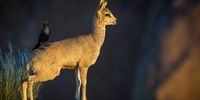 Hitching a ride… A starling decides to hitch a ride on the back of a klipspringer in Augrabies National Park.  Photographer: Roger de la Harpe