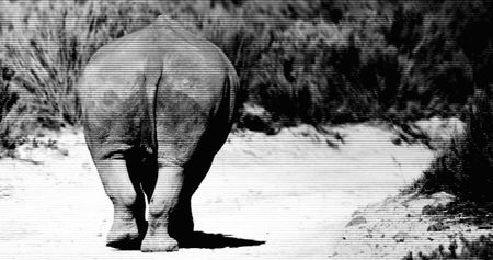 Wealthy businessmen ‘prey’ on indigent Namibians to poach rhino for international syndicates