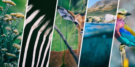 With nature and biodiversity under threat everywhere, bold conservation funding ideas are needed