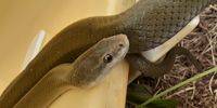 A handsome visitor to my garden (Olive House Snake). Photographer: Peter Dye