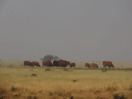 Fighting Fit: The Boxing Gogos of Alexandra