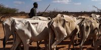 DOOLOW, SOMALIA. JANUARY 10: A Somali herder walks his cows through scrubland on January 11,2023 near Doolow in western Somalia. Conservative estimates have put livestock deaths due to drought at 4.5 million since 2020. (Photo by Giles Clarke for The New York Times via Getty Images)