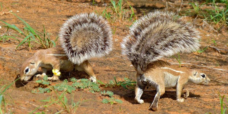 How SA’s squirrels are shape-shifting in response to climate change