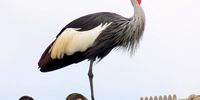 Beauty on the Beast (Crested Crane on Eskom pylons). Photographer: John Koning</p>
<p>P4U_readersubmission_20250719