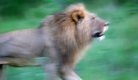 Trophy hunting: Ultimately a question of morality