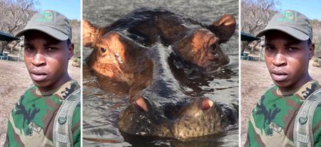 KZN game ranger killed by hippo while tracking wildlife snare poachers